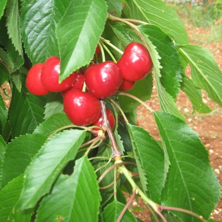 مارتينا فرانكا Red Rose B&B المظهر الخارجي الصورة