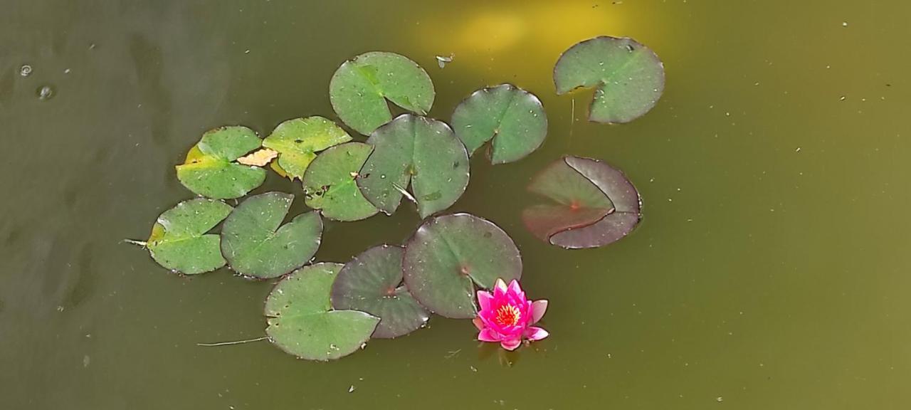 مارتينا فرانكا Red Rose B&B المظهر الخارجي الصورة