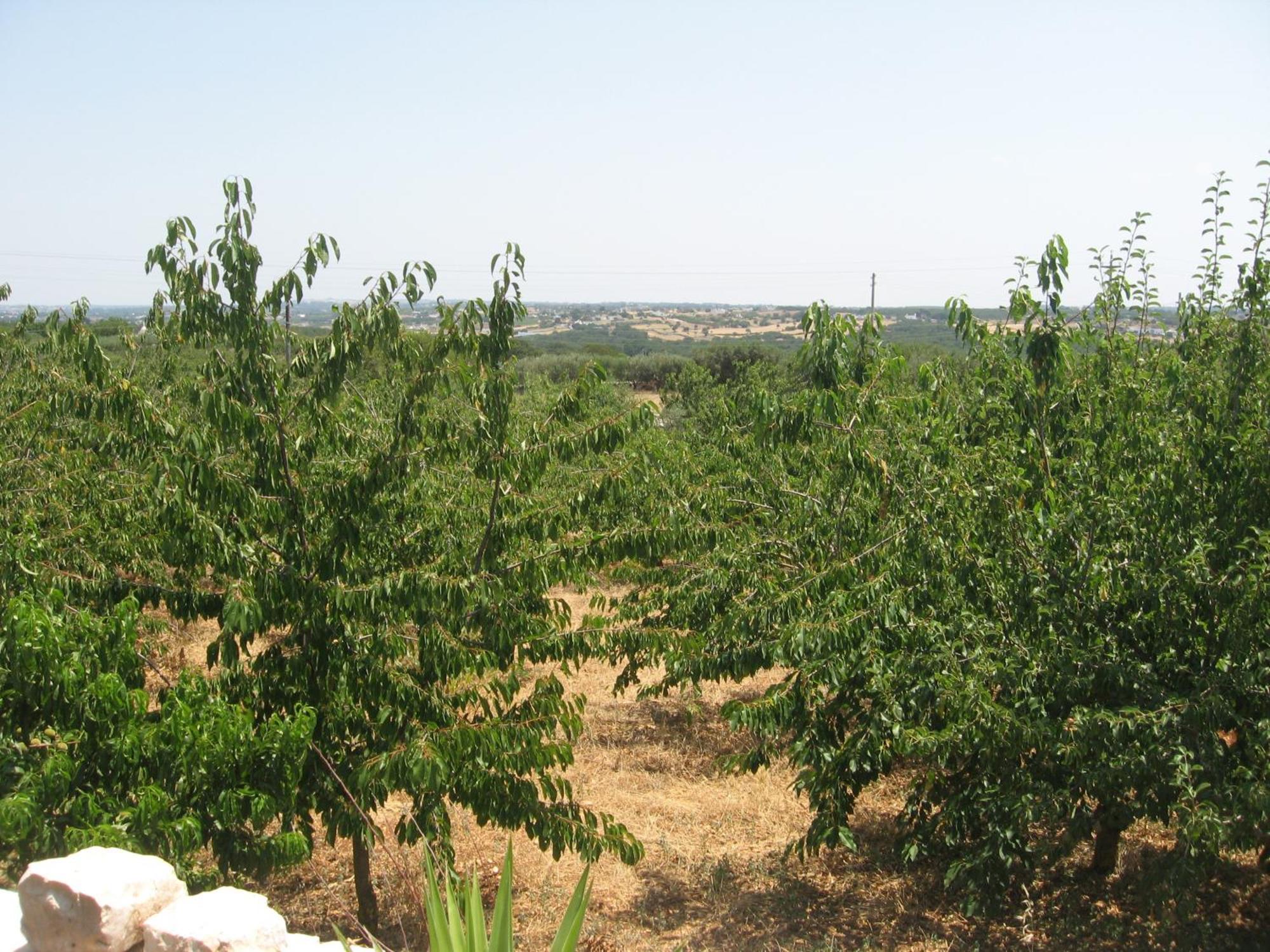 مارتينا فرانكا Red Rose B&B المظهر الخارجي الصورة